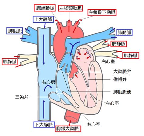 鮮紅色 暗赤色|「動脈」と「静脈」の違いは？ からだ中をめぐる大。